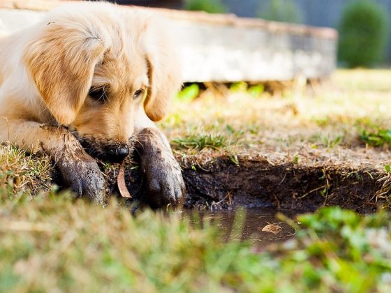 7 Essential Steps for Keeping Your Puppy Healthy and Happy