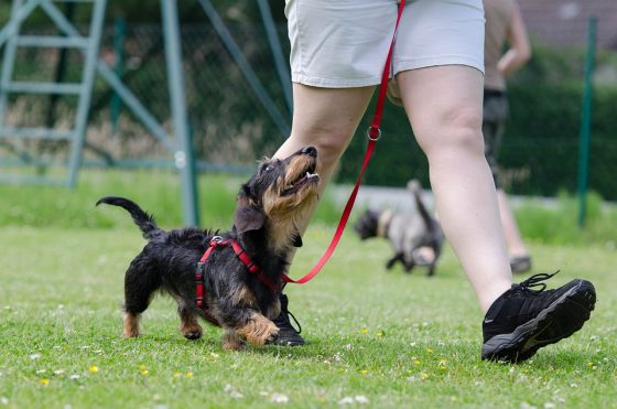 From Rambunctious Pup to Well-Behaved Pal: Transform Your Dog’s Behavior