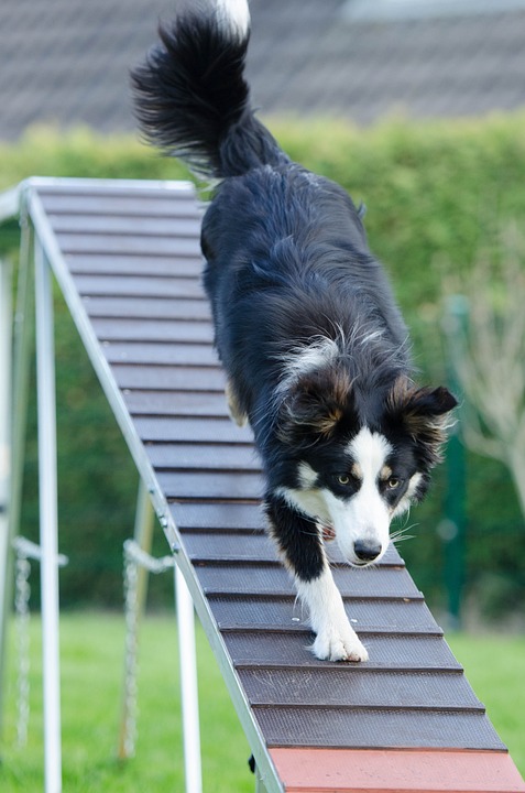 The Benefits of Training Your Dog: A Happier, Healthier Relationship The Benefits of Training Your Dog: A Happier, Healthier Relationship