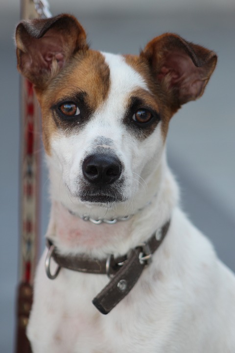 The Do’s and Don’ts of Puppy Training The Do’s and Don’ts of Puppy Training