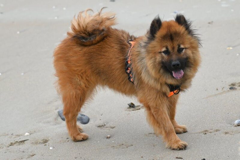 Furry Adventures: Our Favorite Dog-Friendly Travel Spots! Furry Adventures: Our Favorite Dog-Friendly Travel Spots!