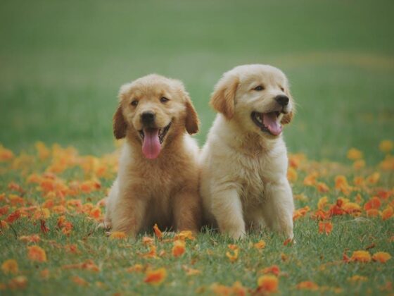Fetch the Basics: Fun Dog Training Tips for Newbies!