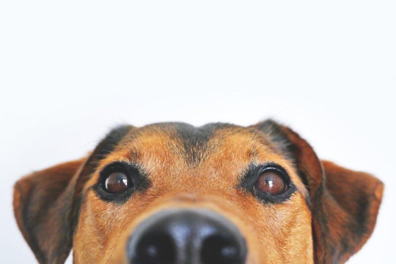 Furry Friends & Fun Finds: Perfect Doggie Gift Accessories! Furry Friends & Fun Finds: Perfect Doggie Gift Accessories!