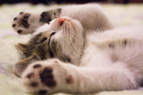 Pamper Your Purr-fect Pal: Luxury Cat Accessories Unleashed!