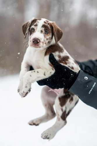 Puppy Love: Your Ultimate Guide to Pawesome Care Tips! Puppy Love: Your Ultimate Guide to Pawesome Care Tips!