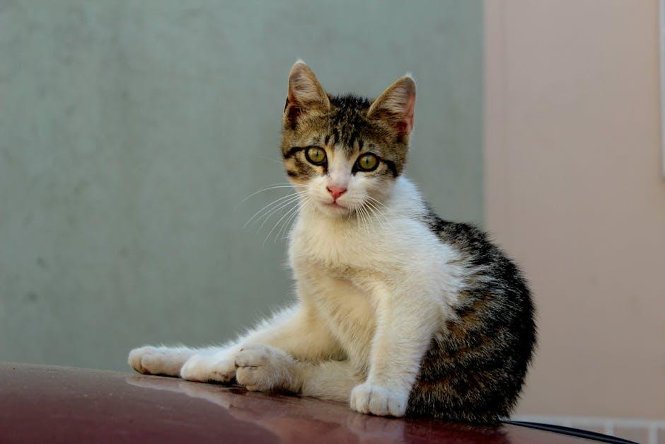 Keeping Your Furry Friend Safe and Happy on the Road
