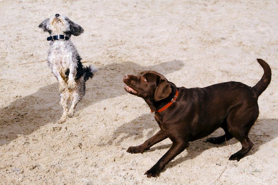 Stylish Collars and Leashes That Make Tails Wag
